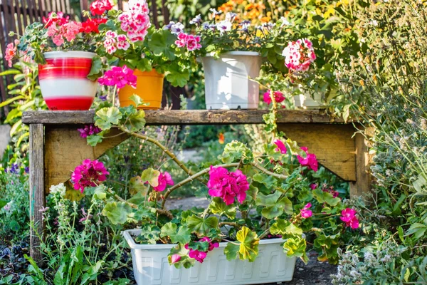 Geranium bloemen bloeien — Stockfoto