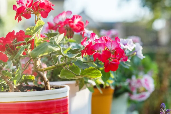 Flores de geranio floreciendo — Foto de Stock