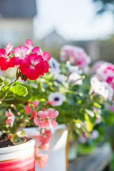 Flores de geranio floreciendo — Foto de Stock