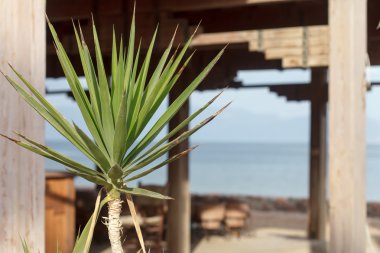 Yeşil palmiye otel yakınındaki