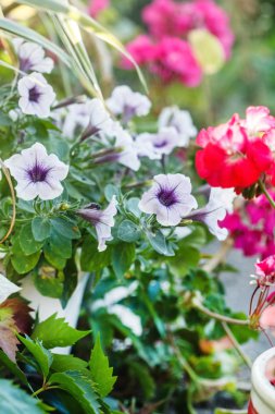 çiçeklenme yaz çiçek