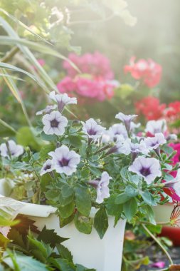 çiçeklenme yaz çiçek