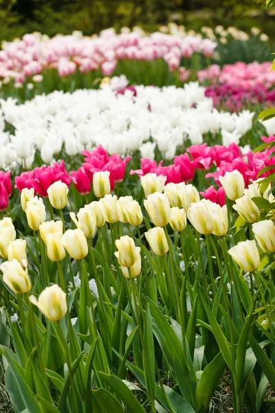 Jardín con tulipanes florecientes — Foto de Stock
