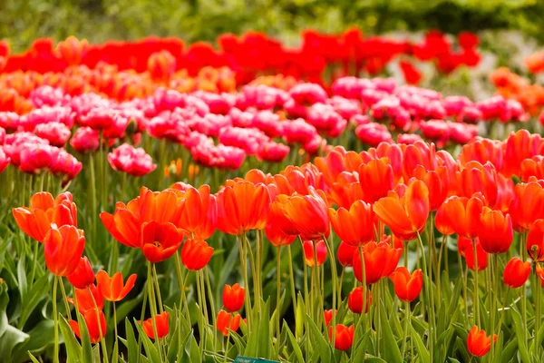Kwitnące wiosną ogród — Zdjęcie stockowe