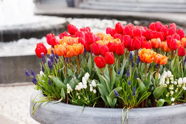 Floreciente jardín de primavera —  Fotos de Stock