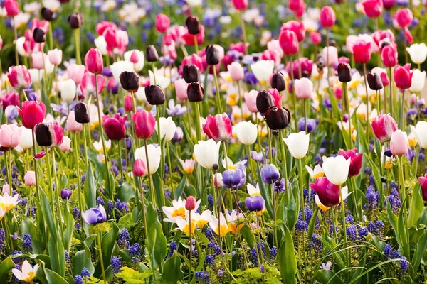 Blooming Spring garden — Stock Photo, Image