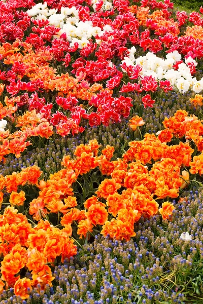 Blühender Frühlingsgarten — Stockfoto