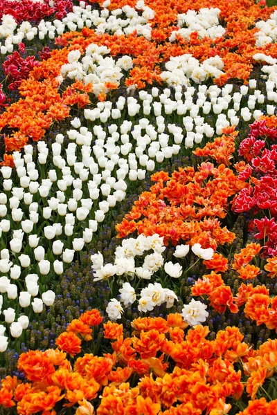 Blooming Spring garden — Stock Photo, Image