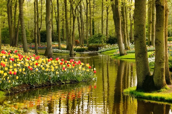 Floreciente jardín de primavera — Foto de Stock