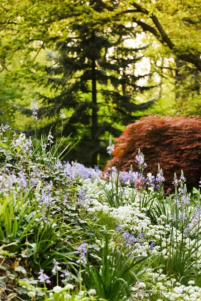 Blumen im Frühlingsgarten — Stockfoto