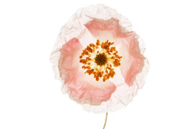 Beyaz haşhaş çiçeği