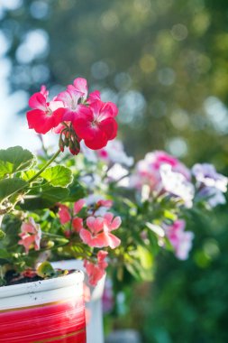 Saksıyı Sardunya çiçeği.