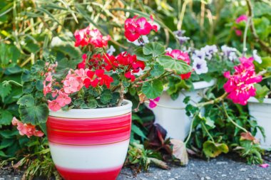 Saksıyı Sardunya çiçeği.