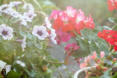 çiçeklenme yaz çiçek