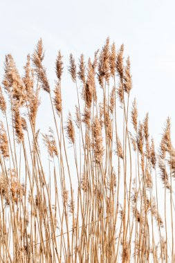 tohumlu reed saplarını