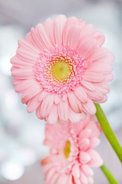 Güzel bahar çiçekleri