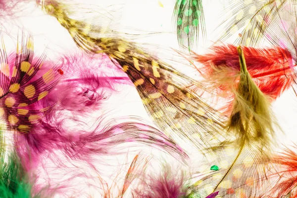 Kleurrijke veren achtergrond — Stockfoto