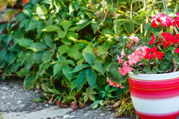 Fiori di geranio in vaso di fiori — Foto Stock