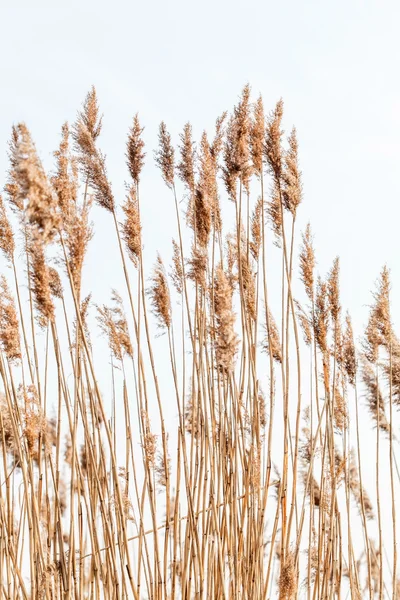 Tohumlu reed saplarını — Stok fotoğraf