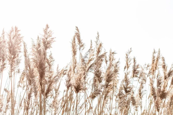 Zwielichtige Schilfhalme — Stockfoto