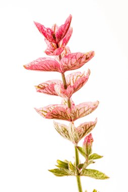 Beyaz güzel çiçek