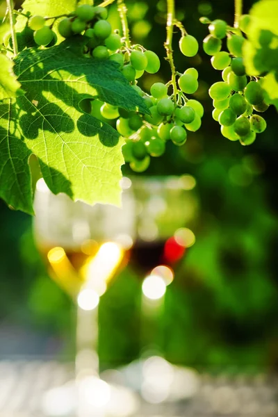 Glas vin med druvor — Stockfoto