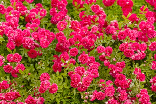 Rosas rosa arbusto — Fotografia de Stock