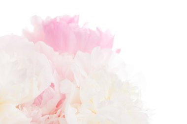 Şakayık çiçekleri buketi