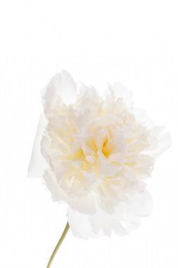 Beyaz şakayık çiçeği