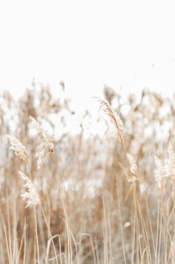 tohumlu reed saplarını