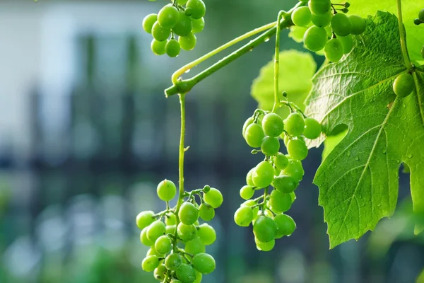 Zielony dojrzałych winogron — Zdjęcie stockowe