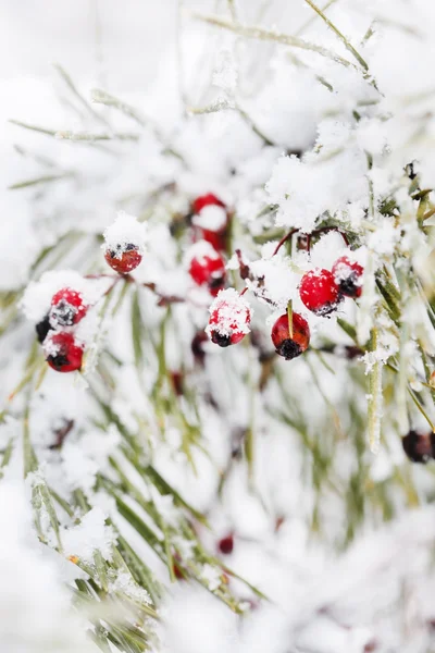 Winterbeeren auf Zweigen — Stockfoto