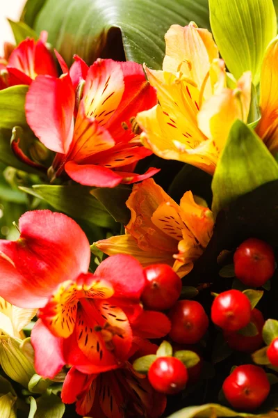 Blumen in schöner Farbe — Stockfoto