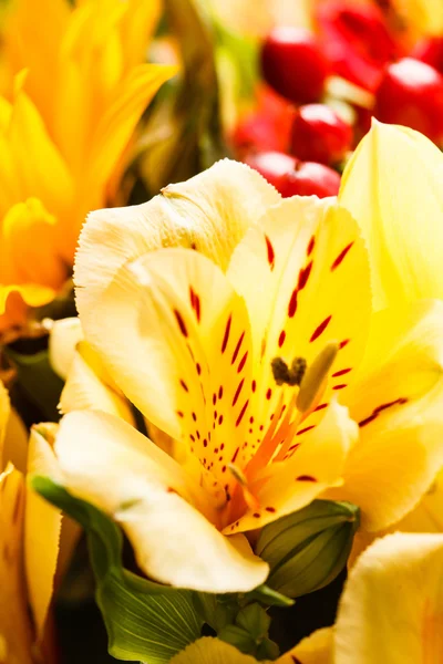 Ładny kolor kwiatów — Zdjęcie stockowe