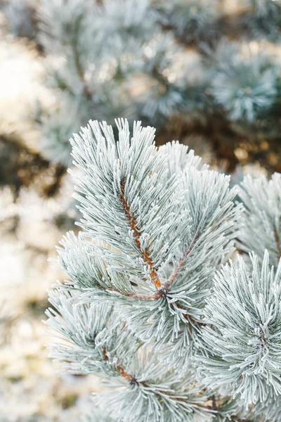 FIR tree med frost på nålar — Stockfoto