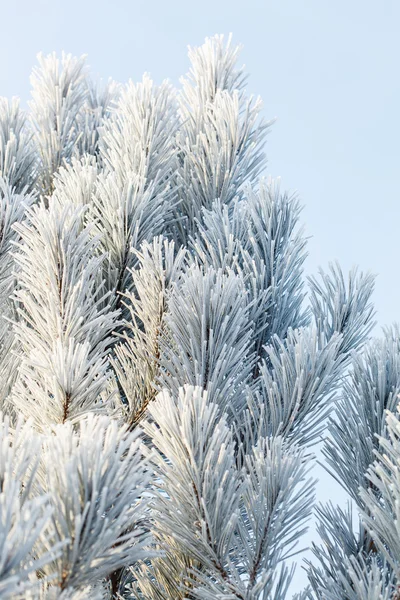 FIR tree med frost på nålar — Stockfoto