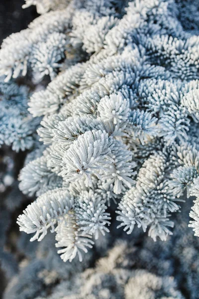 Fir tree with frost on needles — Stock Photo, Image