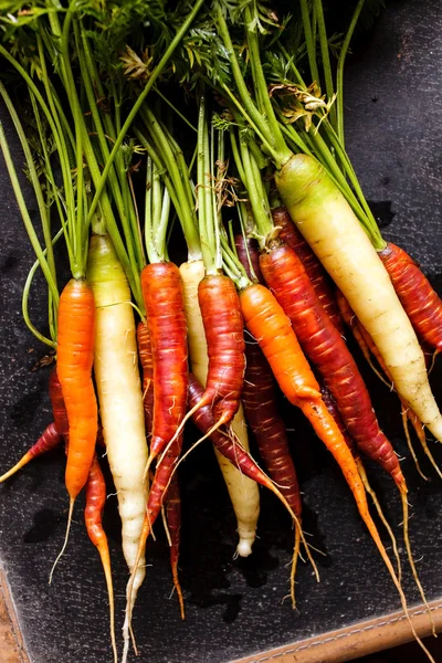 Zanahorias frescas coloridas —  Fotos de Stock