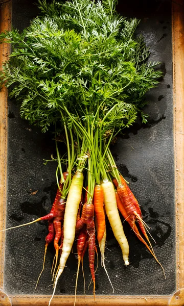 Zanahorias frescas coloridas —  Fotos de Stock