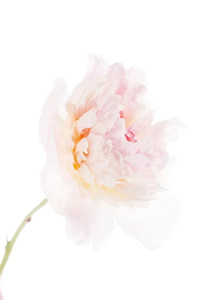 White peony flower — Stock Photo, Image