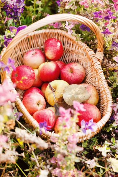 Pommes rouges mûres dans le panier — Photo