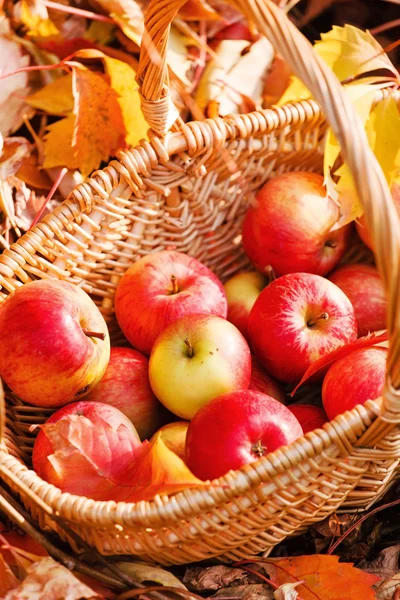 Red apples in basket — Stock Photo, Image