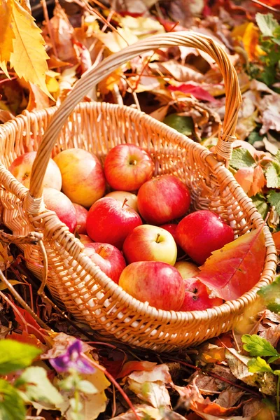 Red apples in basket — Stock Photo, Image