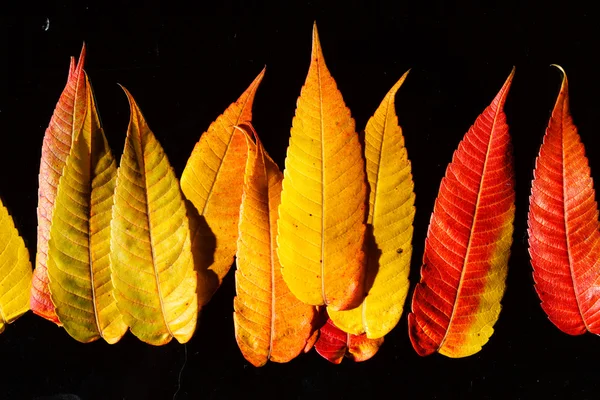 Höst apelsinblad — Stockfoto