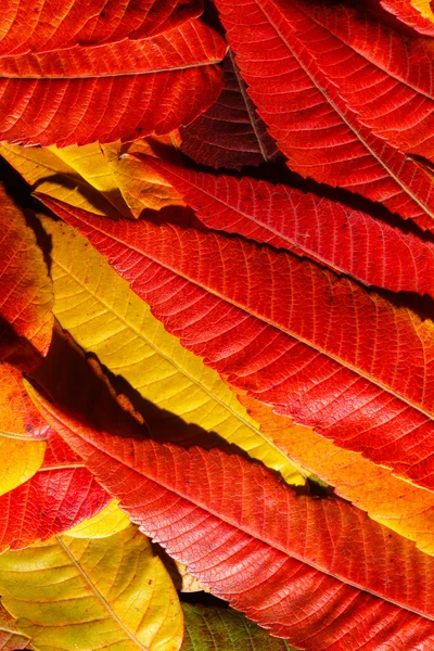 Autumn leaves  background — Stock Photo, Image