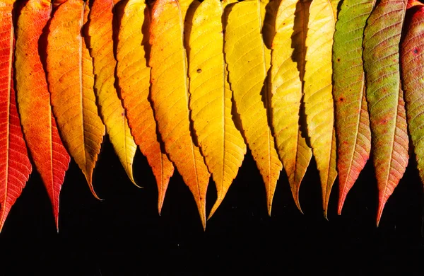 Herbstorangefarbene Blätter — Stockfoto
