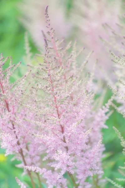 Bonitas flores de primavera — Foto de Stock