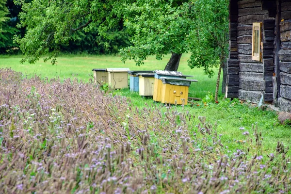 Bunte Bienenstöcke auf der Blumenwiese — Stockfoto