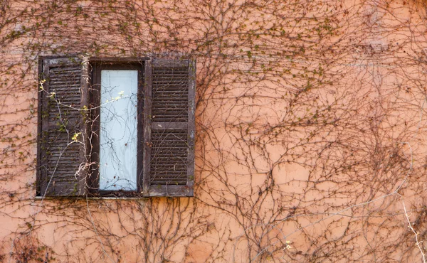 Wand mit Pflanze und Fenster — Stockfoto