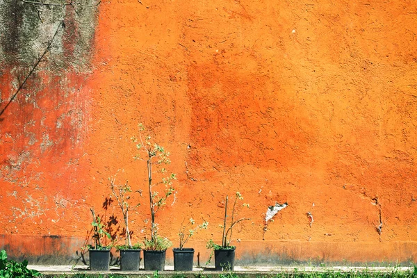 ポットに緑の植物 — ストック写真